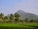 Arunachala-views06.jpg
